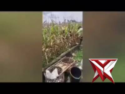 Polsek Stl Ulu Terawas, Polres Musi Rawas.
Kegiatan panen jagung milik sdr HERI SETIAWAN di desa Suk