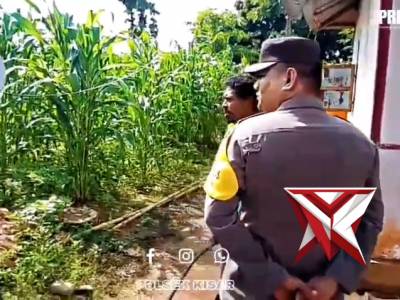 Bhabinkamtibmas polsek kisar melakukan peninjauan lahan jagung milik warga dukung ketahanan pangan
