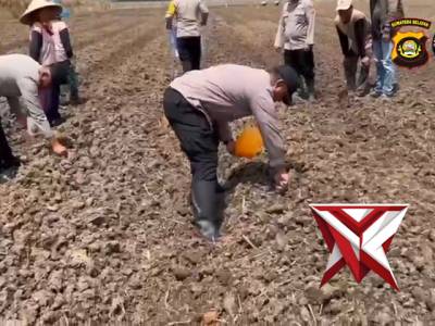 POLSEK PEMULUTAN Penanaman jagung kuartal ke II