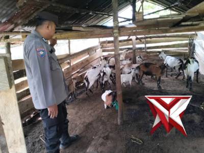 Bhabin Polsek Jejawi sambang cek ketahanan pangan ternak kambing milik warga Ds.Pematang Kijang