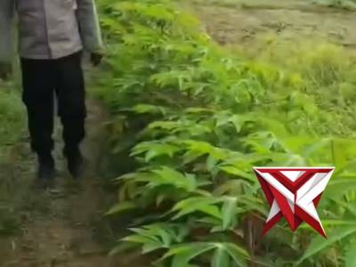 Ketahanan pangan polsek lais.06