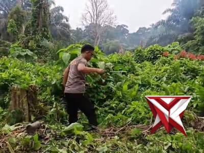 .Kanit binmas polsek sanga desa membuka lahan untuk jagung, 02 - PoliceTube