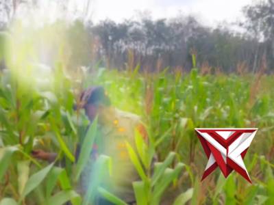 Polisi Hadir dalam Ketahanan Pangan, Dorong Produktivitas Warga