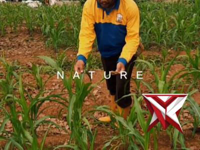 Bhabinkamtibmas Lawang Kidul Monitoring Tanaman Jagung Dukung Ketahanan Pangan Sebagai bentuk dukun - PoliceTube