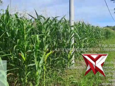 Pengecekan Lahan Ketahan Pangan