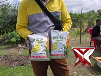 KEGIATAN PENANAMAN JAGUNG