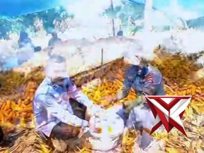 Panen raya polsek tungkal jaya