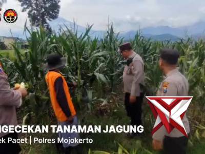Pengecekan tanaman jagung - PoliceTube