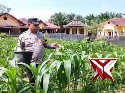 Ketahanan pangan polsek pampangan