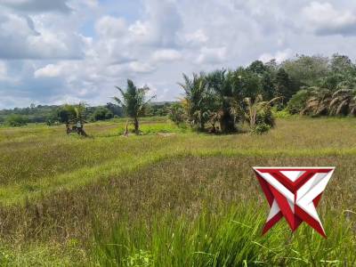 Pengecekan Lahan Sawah Yang Akan di Tanam Padi