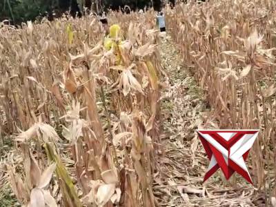 ??Bhabinkamtibmas Polsek Tugumulyo giat cek lahan jagung