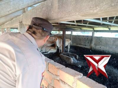 Sambang dan cek ketahanan pangan Ternak Sapi di Desa Lingkis, Jejawi OKI