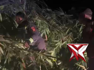 Giat pembersihan pohon tumbang