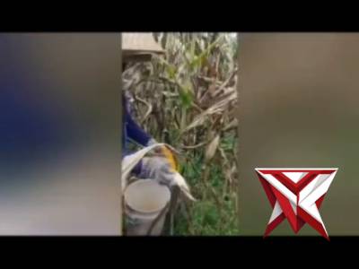 Personil Polsek stl ulu terawas bersama warga laksanakan panen jagung. - PoliceTube