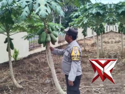 Bhabin Polsek Jejawi cek ketahanan pangan perkarangan kebun Pepaya milik warga Desa Jwjawi