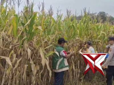 Polsek Purwodadi Polres Musi Rawaa