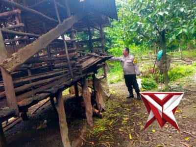 Bhabin Polsek Jejawi sambang cek ketahanan pangan ternak kambing milik warga Desa Padang Bulan