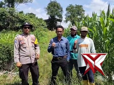 Monitoring tumbuhan jagung pospol kaubun di desa bumi jaya kec kaubun