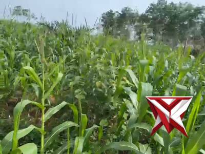 Bhabinktm Polsek Tungkal Jaya Brigadir Yogi Pratama Putra cek tanaman jagung  ketahanan