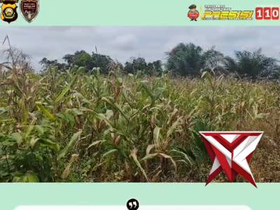 PANEN JAGUNG ?

Polsek Sanga Desa Bersama Masyarakat melaksanakan Kegiatan panen jagung tahun 2026