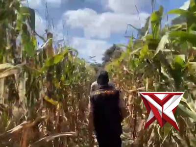 POLRES MURATARA MELALUI POLSEK KARANG JAYA SELALU BERKOMITMEN DALAM DUKUNG KETAHANAN PANGAN JAGUN