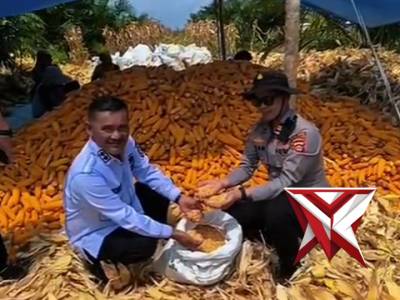 Panen Raya Jagung Polsek Tungkal Jaya ..??
