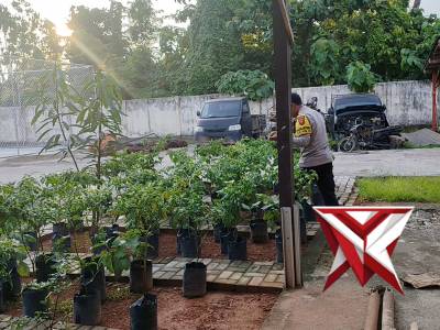 Polsek sanga desa memanen tanaman terong dan cabe. 01