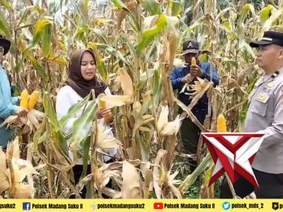 Giat ketahanan pangan panen jagung di desa binaan - PoliceTube