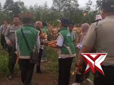 Panen jagung di desa karangan