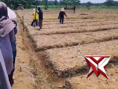 Polsek Stl Ulu Terawas melaksanakan penanaman Jagung
