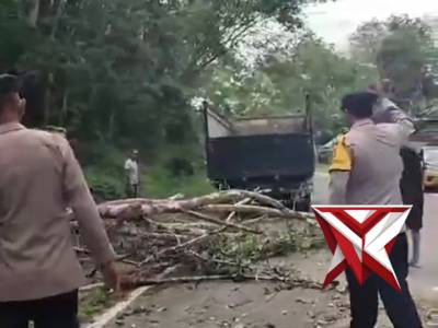 ?Gerak Cepat Polsek Muara Beliti Polres Musi Rawas Evakuasi Pohon Tumbang di Jalinsum . - PoliceTube