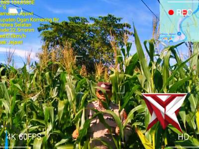 Bhabin Polsek Jejawi cek pertumbuhan ketahanan pangan kebun jagung milik Polsek Jejawi