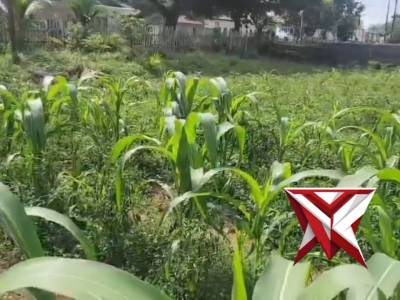 Perawatan kebun jagung