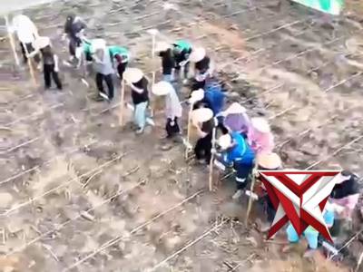 Penanaman Jagung Kwartal 2 Tahun 2026 Polsek Lais