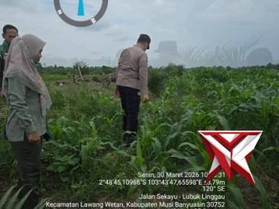 Melakukan pengecekan lahan jagung guna program ketahanan pangan
