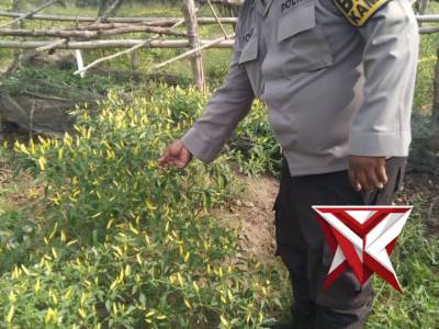 Bhabin Polsek Jejawi giat Sambang cek ketahanan Kebun Cabe pangan Desa Jejawi Kab OKI - PoliceTube