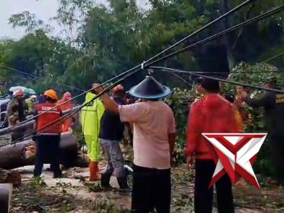 Turun langsung bersama BPBD melaksanakan Evakuasi Pohon - PoliceTube