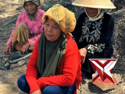 Penanaman jagung program ketahanan pangan nasional ??