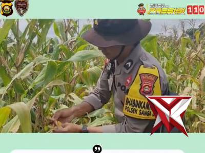 Giat panen jagung Polsek Sanga desa bersama pemerintah desa Sanga desa - PoliceTube