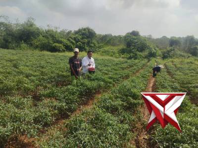 Anggota Reskrim Polsek Jejawi cek ketahanan pangan kebun cabe milik warga Desa Ulak Temanga Jejawi,