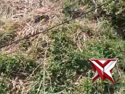 Temuan kabel aktif yang jatuh - PoliceTube