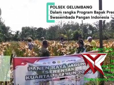 Dukung Ketahanan Pangan, Polsek Gelumbang Gelar Panen Raya Jagung