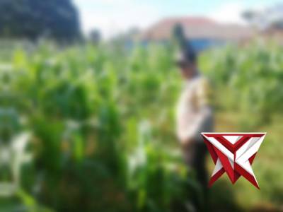 Ketahanan Pangan Polsek Pampangan Oki