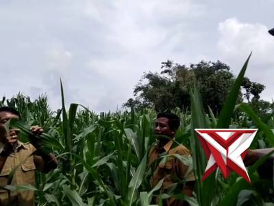 Polsek Sine bersama BPP Kecamatan Sine melaksanakan peninjauan lahan tanaman jagung milik warga.