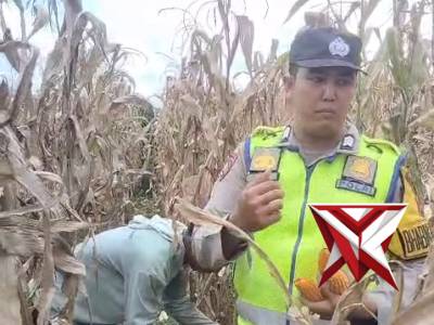??Bhabinkamtibmas Polsek Tugumulyo giat panen jagung di desa M. Sitiharho - PoliceTube