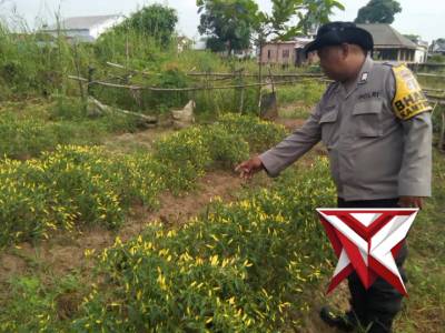 Bhabin Polsek Jejawi giat Sambang cek ketahanan Kebun Cabe pangan Desa Jejawi Kab OKI