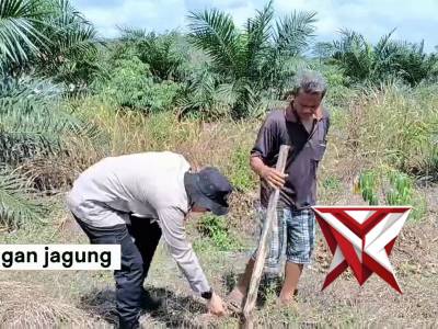 Kegiatan ketahanan pangan Polsek Gelumbang, penanaman jagung di Desa Karang Endah Kec Gelumbang