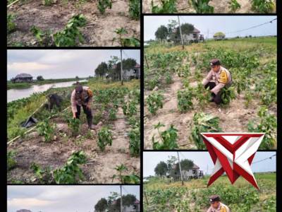 Bhabinkamtibmas Polsek Jejawi cek ketahanan Pangan Desa Pematang Kijang OKI kebun cabe kriting