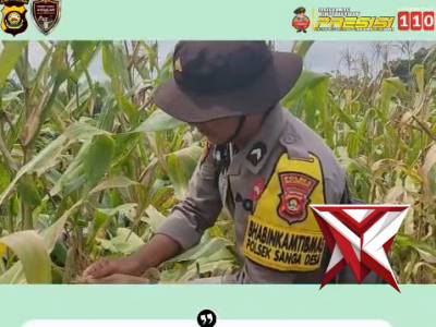 PANEN JAGUNG ?

Polsek Sanga Desa Bersama Masyarakat melaksanakan Kegiatan panen jagung tahun 2026