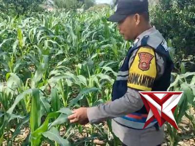 Bhabinkamtibmas Polsek Simpang mengecek kebun jagung dalam rangka mendukung program ketahanan pangan